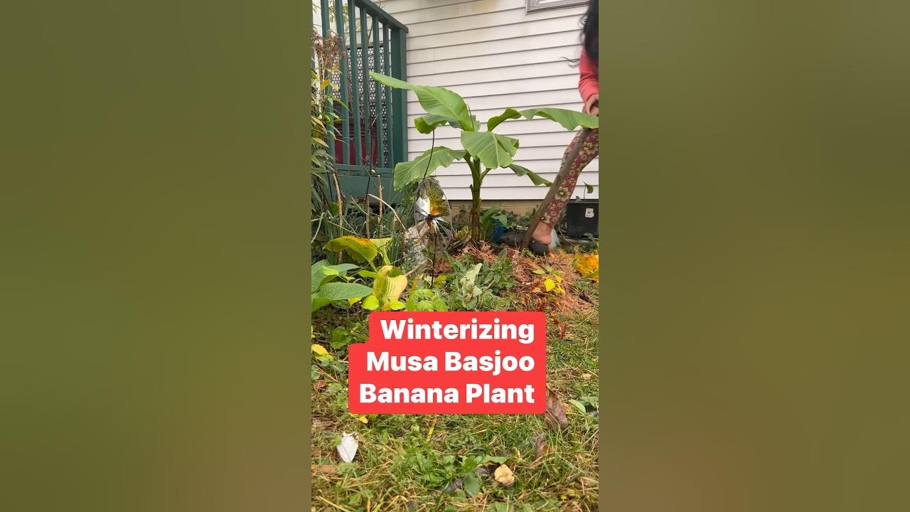 How to winterize Musa Basjoo Banana Tree viral short gardening 