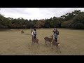 【4K】Midday Nara - playing with deer