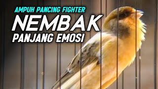 Kenari Gacor Panjang Nembak Panjang dan Rapat utk Masteran Murai Batu | kenari vs lovebird