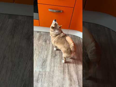 НЮХАЕШЬ КОЛБАСКУ ?!