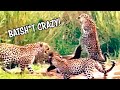 Honeybadger DESTROYS Leopards - Ozzy Man Reviews
