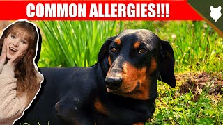 COMMON ALLERGIES FOR DACHSHUND