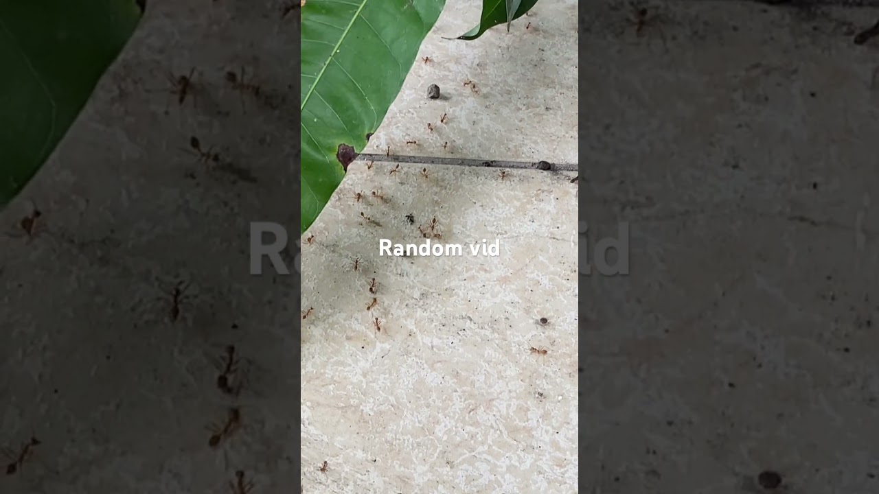 #ants  #idk