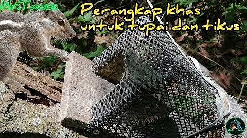 jebakan tupai dan tikus/ Cara membuat Perangkap untuk tupai dan tikus [PART 1]