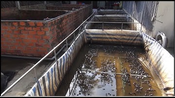 Nuôi ếch chung với cá rô, cá trê "nước lâu dơ"