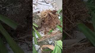 lilly plants landscape using for Edge plant 🌵☘️ Transplant lilly#transplante #lilly #landscape
