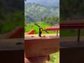 Powerful Slingshot Creation With Wood And Bamboo #bamboo #slingshot #toys #diy