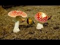 ZEITRAFFER FLIEGENPILZ TIME LAPSE FLY AGARIC FLY AMANITA