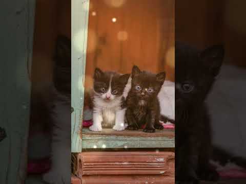 Video: Da li mačke imaju pobačaj?