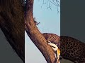 UNBELIEVABLE STRENGTH! Leopard Climbs Tree With Heavy Kill