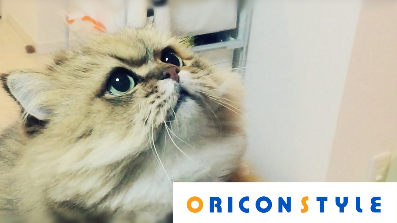 フォロワー8万人超えの人気ねこ ふーちゃん が可愛すぎる Youtube