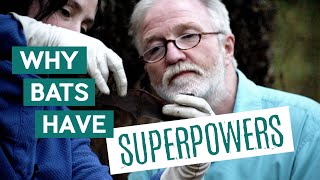 Why Bats Have Superpowers | Wytham Woods