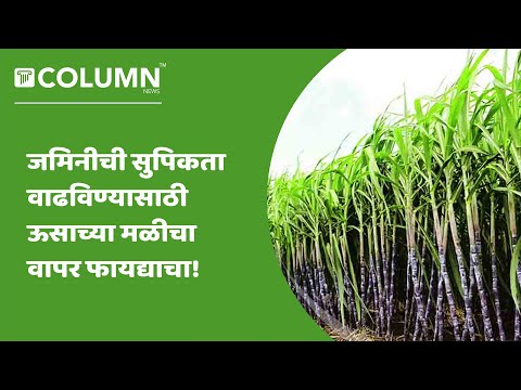 Sugarcane Benefits :  प्रेसमड म्हणजेच ऊसाच्या मळीचा वापर जमिनीची सुपिकता वाढविण्यासाठी होऊ शकतो.