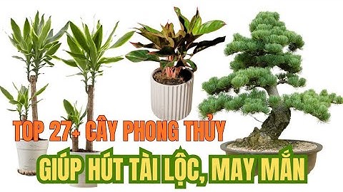 Top 27+ Cây phong thủy trong nhà giúp hút tài lộc, may mắn.
