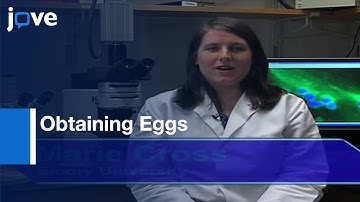 Obtaining Eggs From Xenopus laevis Females l Protocol Preview