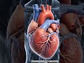 anatomy of heart # biology #zoology#science # anatomy #education