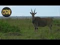 safariLIVE - Sunset Safari - October 30, 2018