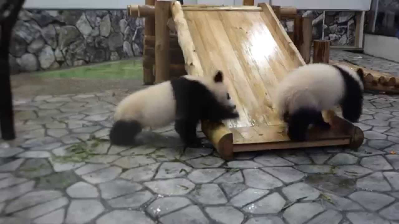 Twin baby pandas Sakurahama & Momohama lock-on to the zookeepers