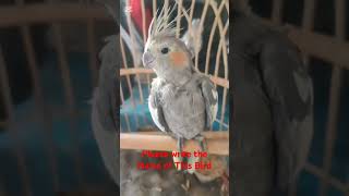 Beautiful Bird #foryou #kurakura #kokjiguli #billi