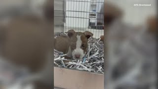 No pet left behind APA clears Olivette shelter ahead of county taking over operations