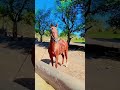 گھوڑی کو نہانے کے بعد قیدہ دینے کی ویڈیو Viral Reels Uk Shortvideo Youtubeshorts Horse