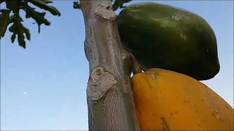Como proteger o mamão no pé?