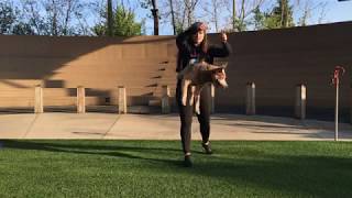 Teach your dog to rebound: 60seconds or less