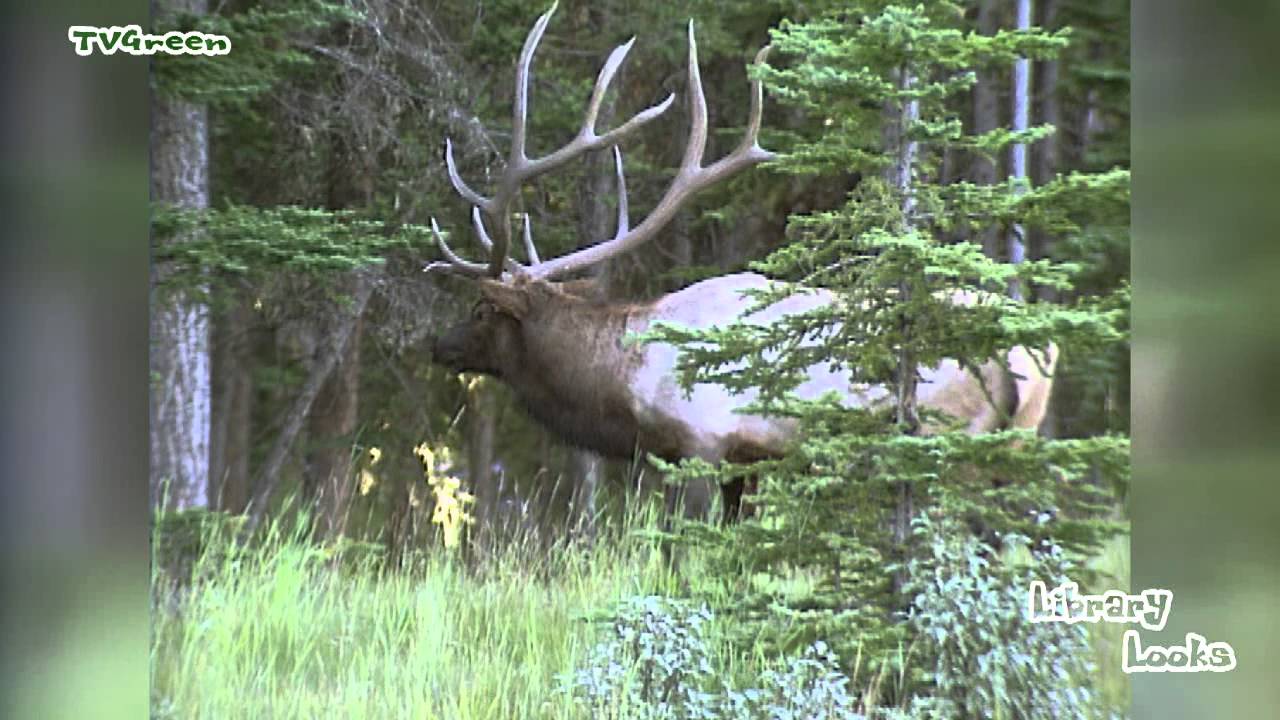 LibraryLook: Rutting season - wapiti - elk - cervus canadensis