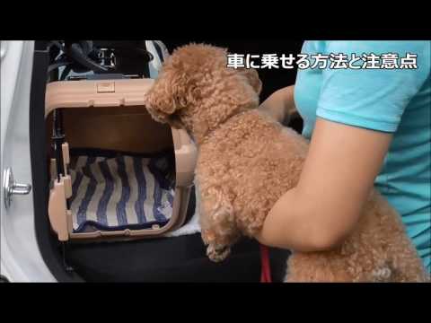 愛犬とお出かけ・車に乗せる方法と注意点by遠藤エマ トレーナー