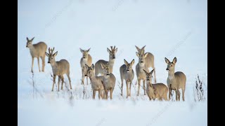 Roe Deer in snow covered field video-4k Nature (Ultra HD) | Nature's Sweet Tales.
