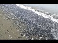 В Охотском море приливом на берег выбросило тонны мойвы