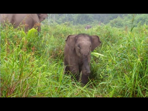 wwe championship Betino the Flying Elephant Squad Calf Turns One