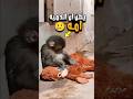 القرد بانش الذي اعتبر الدمية امه بعد ان تركته امه