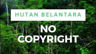 Backsound Suara Hutan Belantara 52 ASLI SUARA HUTAN - NO COPYRIGHT Sound of Nature