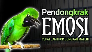 EMOSI !! CUCAK IJO GACOR NGEPLONG BONGKAR MATERI, PANCINGAN DAN MASTERAN CUCAK IJO SEMAKIN BUNYI