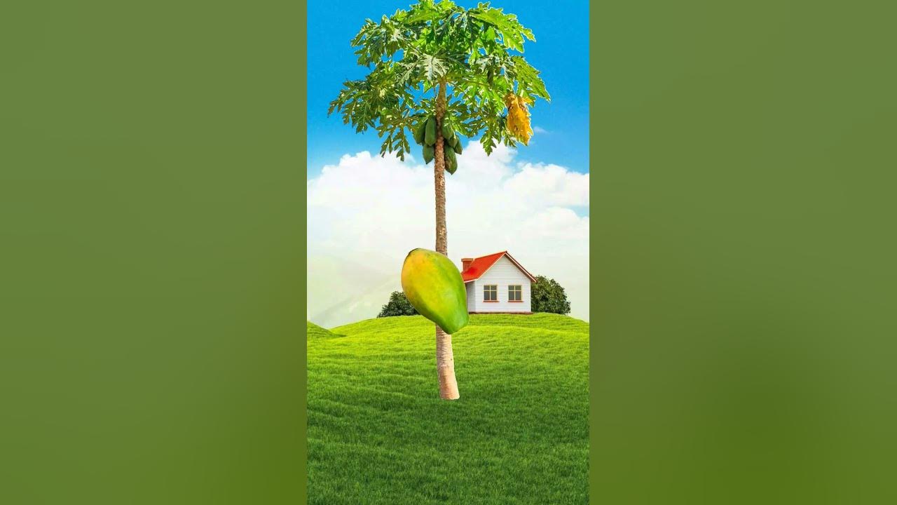 what-kind-of-fruit-is-it-youtube