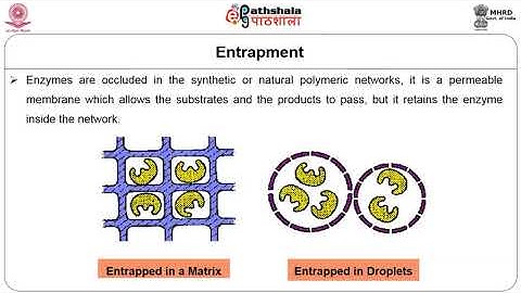 M-10.Immobilization of enzymes