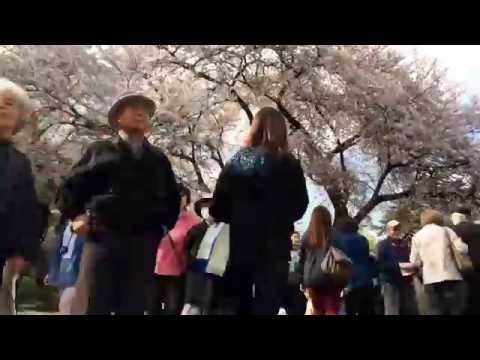 Japan: Tokyo/Shinjuju - TimeLapze - Shinjuku Gyoen Sakura Festival - 04/2014