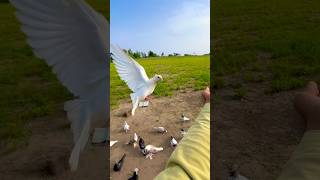 Welcome To Desi Life