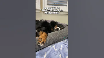 Bernese Mountain Dog Snoring EXTREMELY Loud 