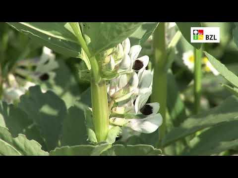 Video: Erbsenanbau, eine unprätentiöse, aber schmackhafte und gesunde Pflanze