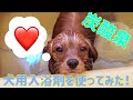 117 犬用入浴剤でととろを気持ちよくさせてみた！~最高〜♪~