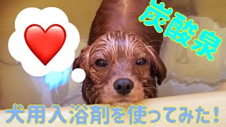 117 犬用入浴剤でととろを気持ちよくさせてみた！~最高〜♪~