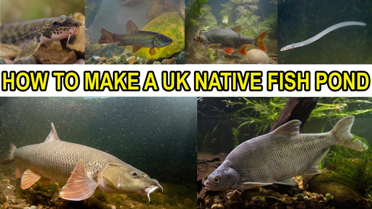 Making a UK Native Fish Pond 