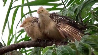 Bird Guira Cuckoo Couple guira Guira Anubranco Rabodepalha Anudocdano Gregarious Bird