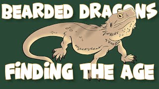 How to Tell How Old Your Bearded Dragon Is