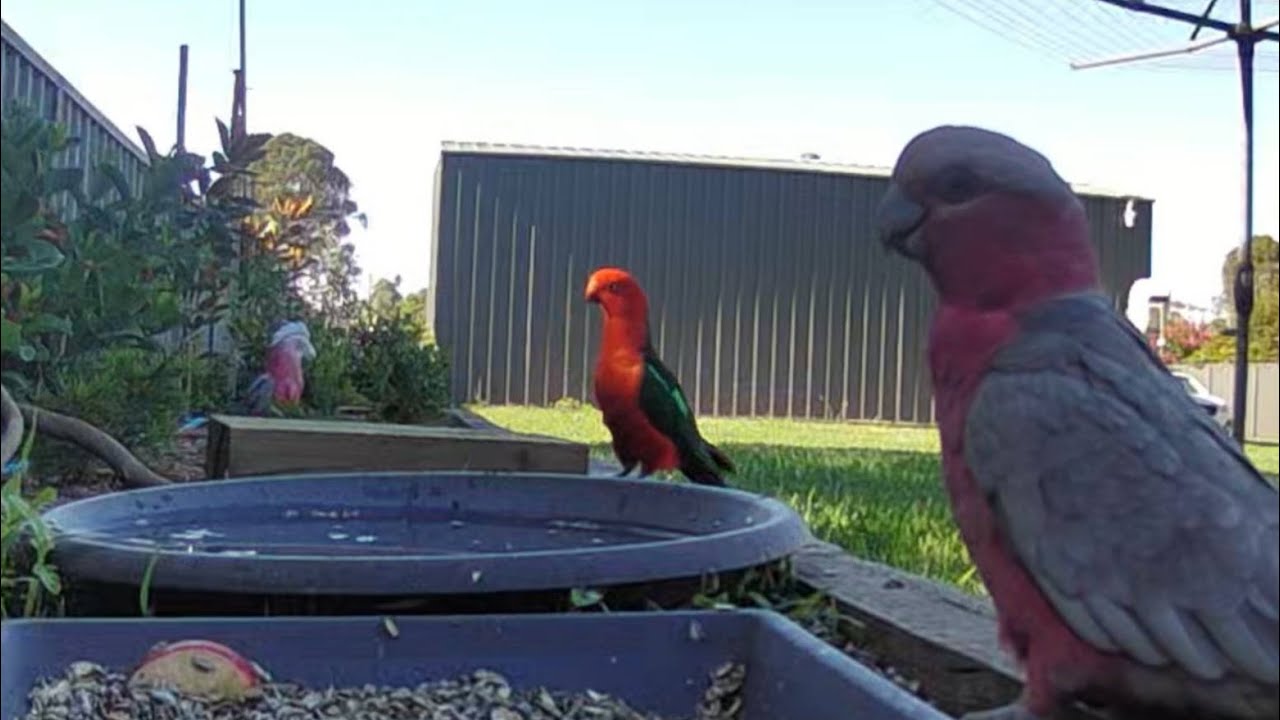 King parrot comes to visit | Australian bird feeder cam | 18/12/25 | Rainbow Lorikeets | Galahs