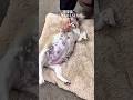 1週間後にお母さんになるワンコ