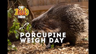 Ever Weighed A Porcupine? | One Zoo Three screenshot 4