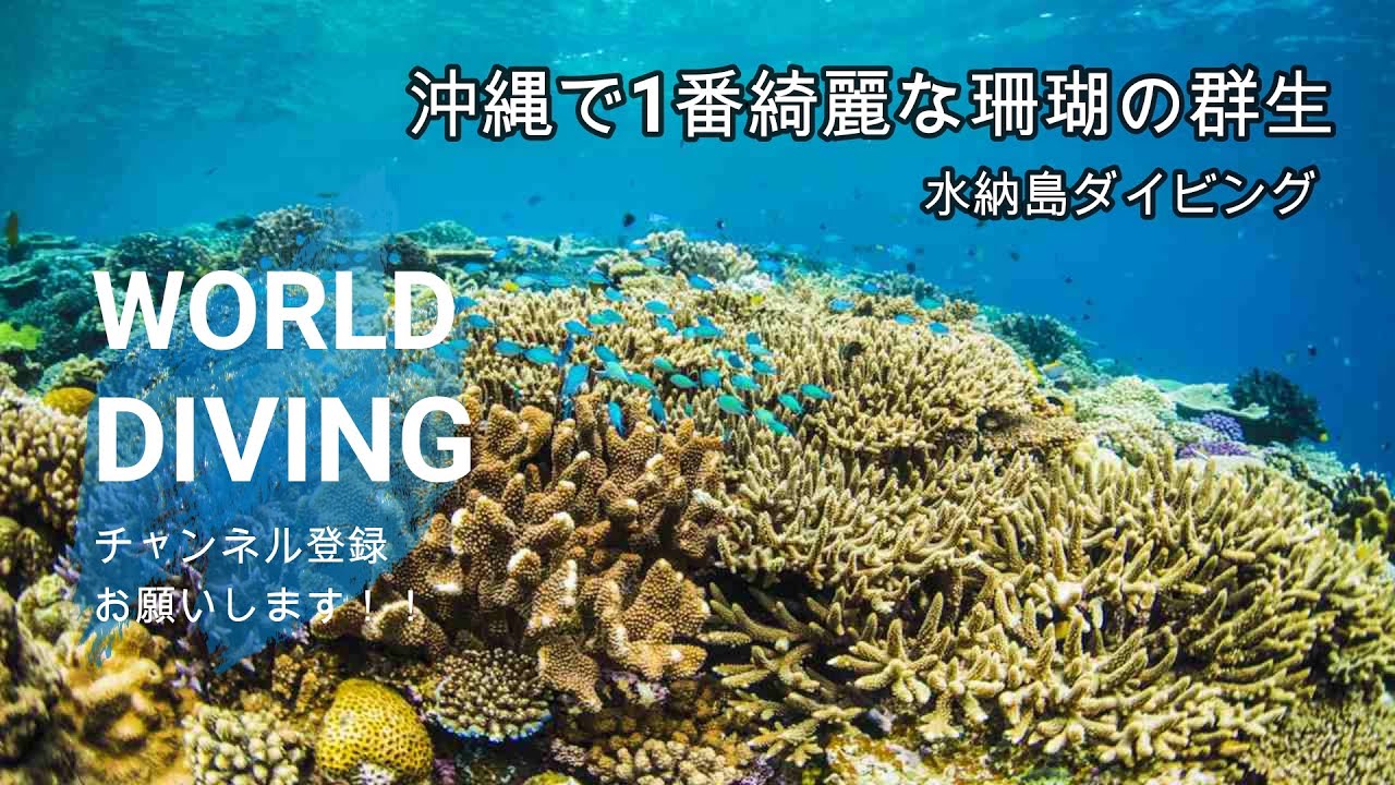 沖縄で1番綺麗な珊瑚礁の群生 水納島 Youtube
